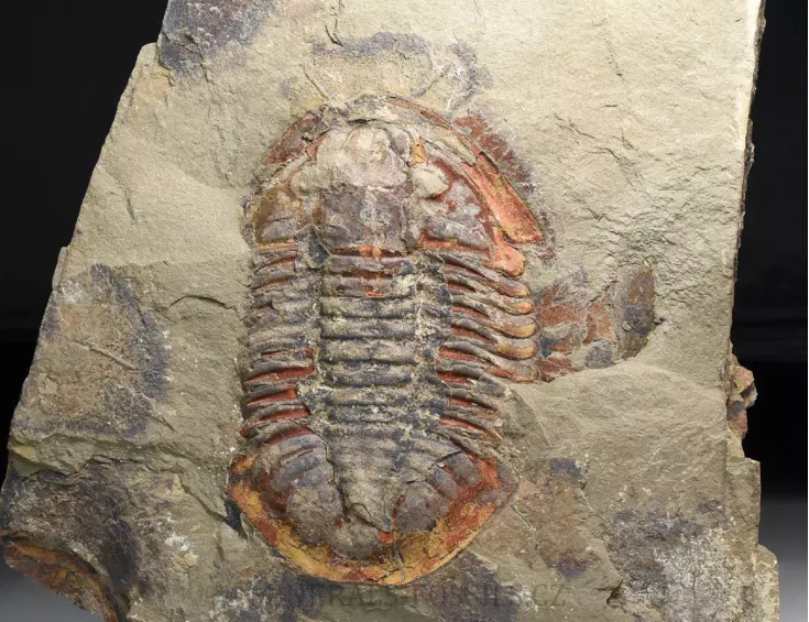 trilobit Asaphus se zachovalými tykadly