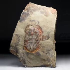 trilobit Asaphus se zachovalými tykadly
