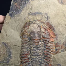 trilobit Asaphus se zachovalými tykadly