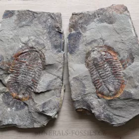 trilobit Asaphus se zachovalými tykadly