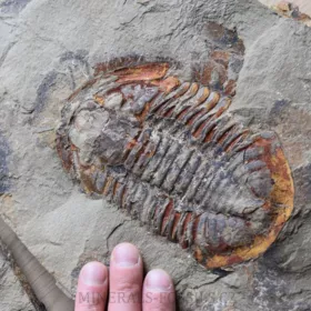 trilobit Asaphus se zachovalými tykadly
