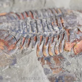 trilobit Asaphus se zachovalými tykadly