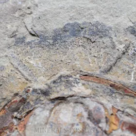 trilobit Asaphus se zachovalými tykadly