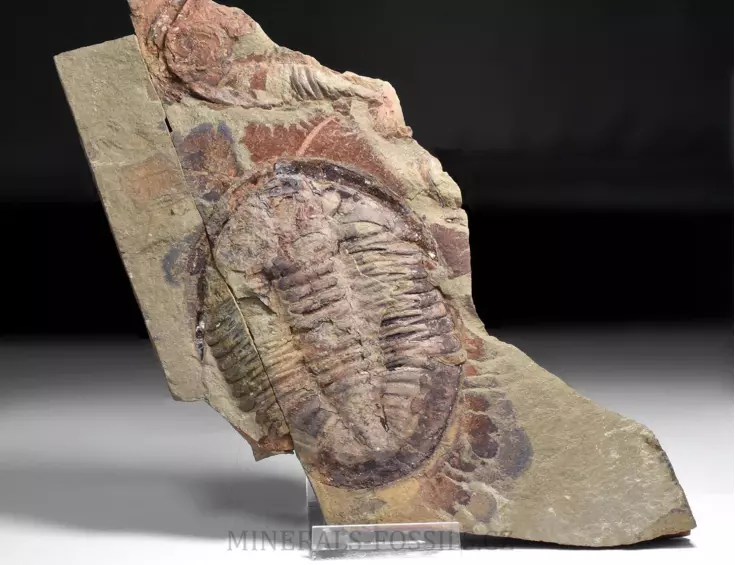 trilobit Asaphus se zachovalými tykadly