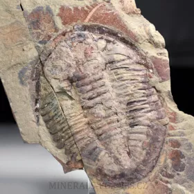 trilobit Asaphus se zachovalými tykadly