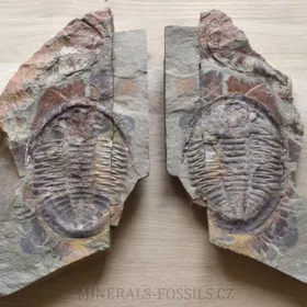 trilobit Asaphus se zachovalými tykadly