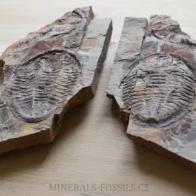 trilobit Asaphus se zachovalými tykadly