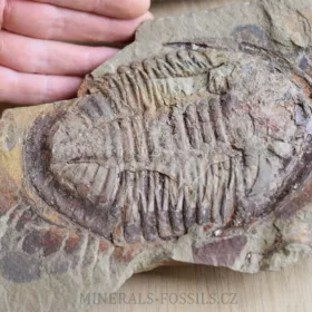 trilobit Asaphus se zachovalými tykadly