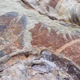trilobit Asaphus se zachovalými tykadly