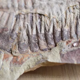 trilobit Asaphus se zachovalými tykadly