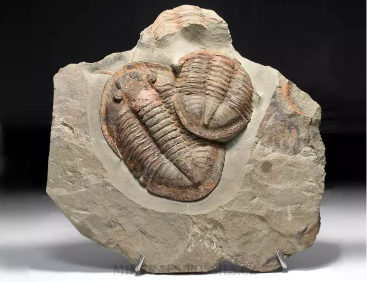 trilobit Asaphus se zachovalými tykadly