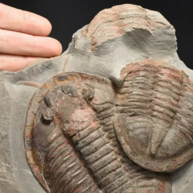 trilobit Asaphus se zachovalými tykadly