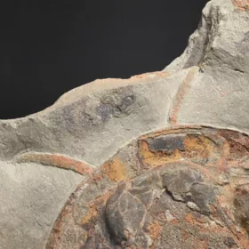 trilobit Asaphus se zachovalými tykadly