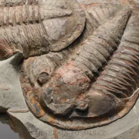 trilobit Asaphus se zachovalými tykadly