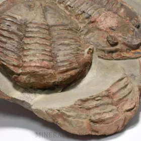 trilobit Asaphus se zachovalými tykadly