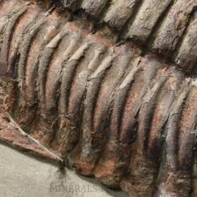 trilobit Asaphus se zachovalými tykadly
