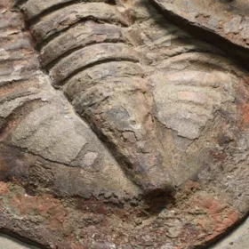 trilobit Asaphus se zachovalými tykadly