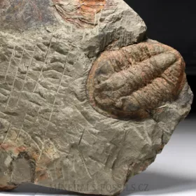 trilobit Asaphus se zachovalými tykadly