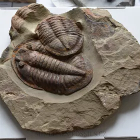 trilobit Asaphus se zachovalými tykadly