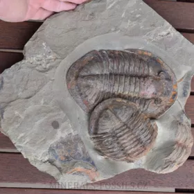 trilobit Asaphus se zachovalými tykadly