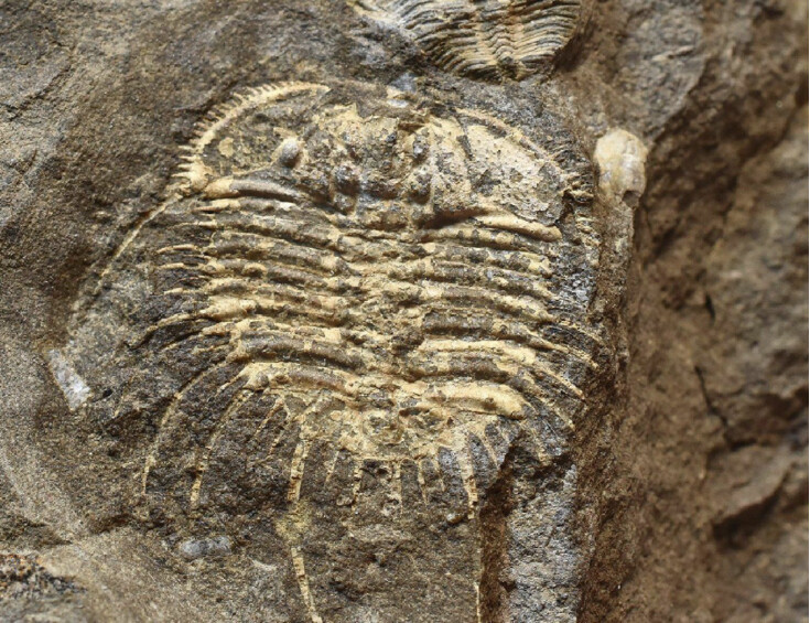 trilobit Odontopleura cf. ovata