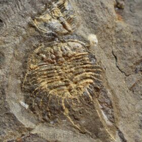 trilobit Odontopleura cf. ovata