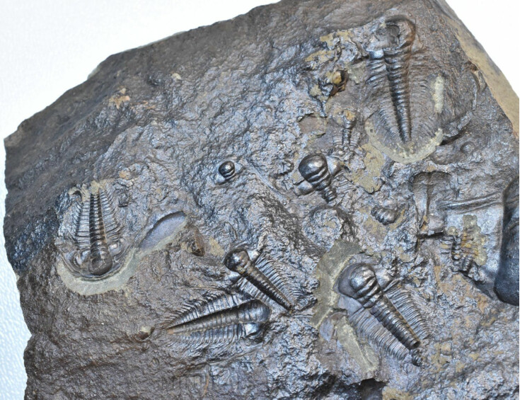 trilobit Paradoxides gracilis - vývojová stádia