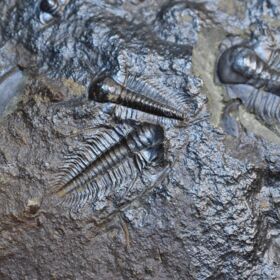 trilobit Paradoxides gracilis - vývojová stádia