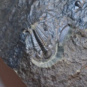 trilobit Paradoxides gracilis - vývojová stádia