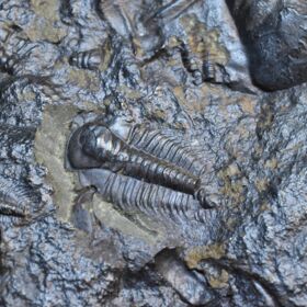 trilobit Paradoxides gracilis - vývojová stádia