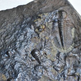 trilobit Paradoxides gracilis - vývojová stádia