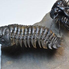 trilobiti Dicranurus monstrosus a Crotalocephalina gibba