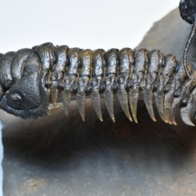 trilobiti Dicranurus monstrosus a Crotalocephalina gibba