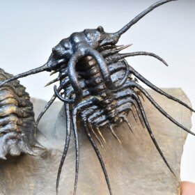 trilobiti Dicranurus monstrosus a Crotalocephalina gibba