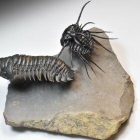 trilobiti Dicranurus monstrosus a Crotalocephalina gibba