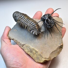 trilobiti Dicranurus monstrosus a Crotalocephalina gibba