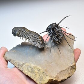 trilobiti Dicranurus monstrosus a Crotalocephalina gibba