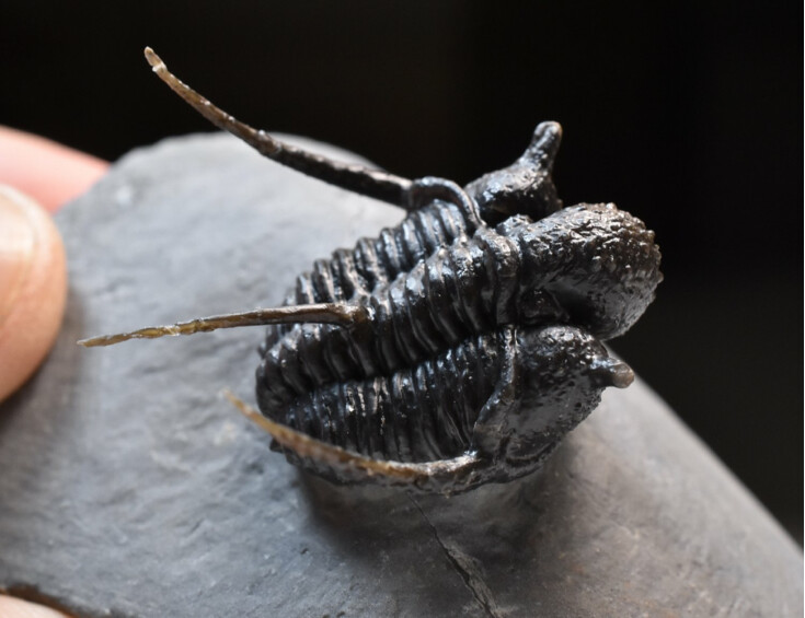 trilobit Cyphaspis sp.