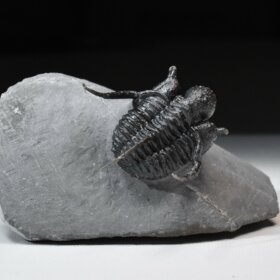 trilobit Cyphaspis sp.