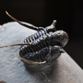 trilobit Cyphaspis sp.