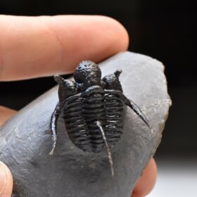 trilobit Cyphaspis sp.