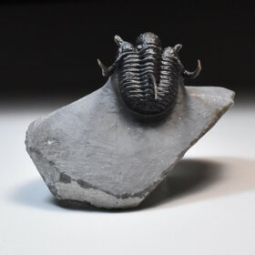 trilobit Cyphaspis sp.