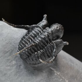 trilobit Cyphaspis sp.