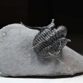 trilobit Cyphaspis sp.