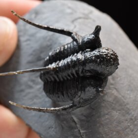 trilobit Cyphaspis sp.