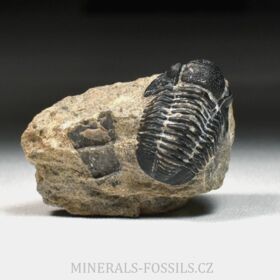 trilobit Gerastos granulosus