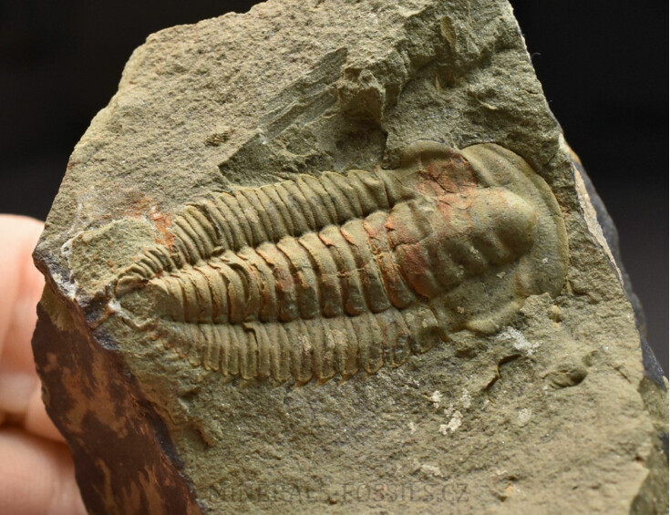 trilobit Hamatolenus vincenti