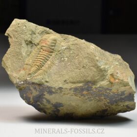 trilobit Hamatolenus vincenti