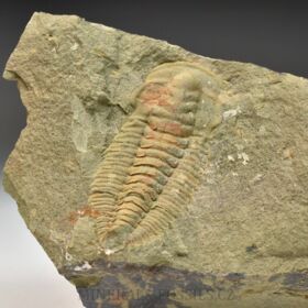 trilobit Hamatolenus vincenti