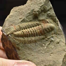 trilobit Hamatolenus vincenti